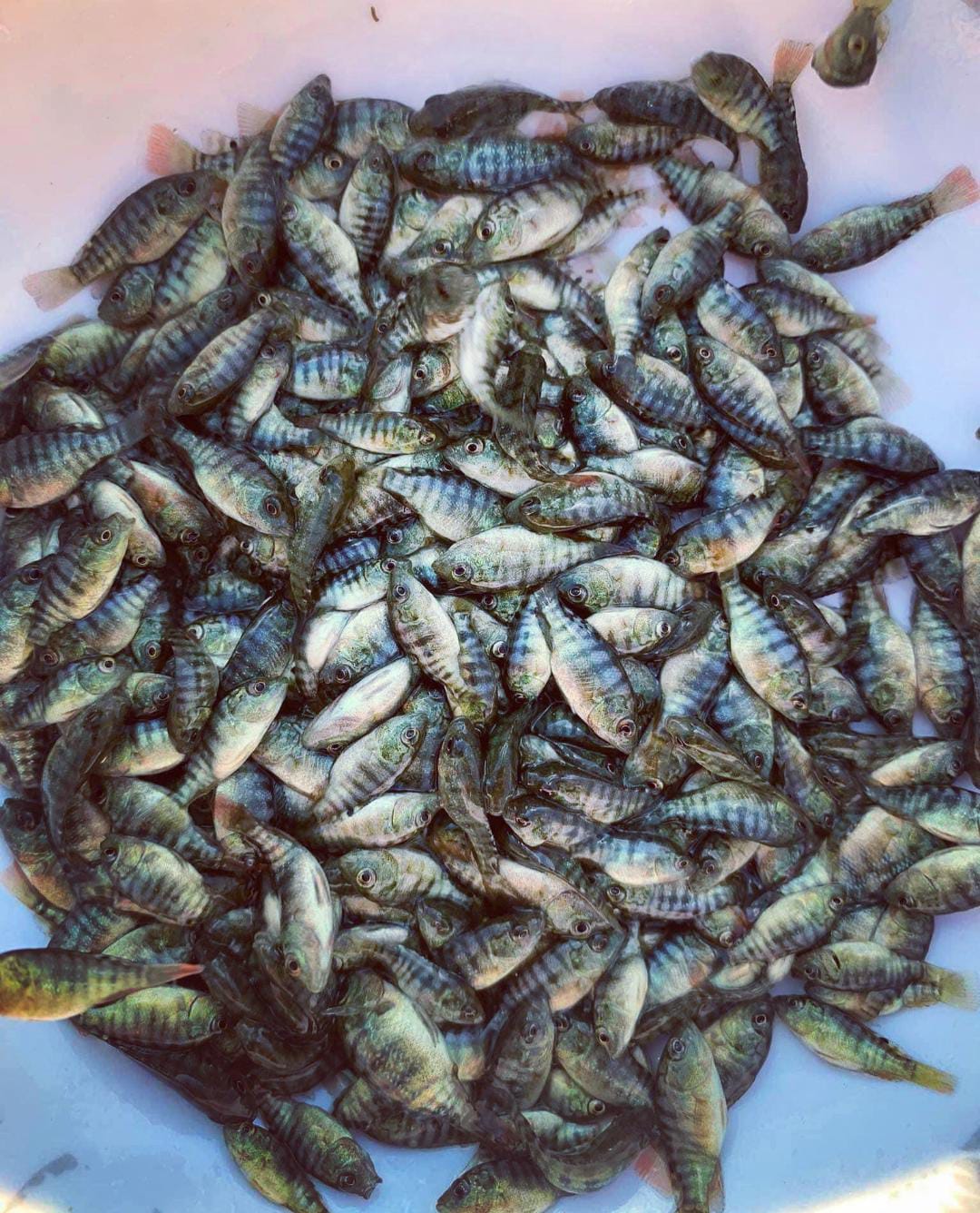 Noum's Black Tilapia